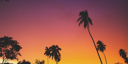 Unsplash API Search